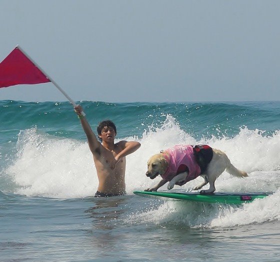 Dog surfing at Del Mar beach
