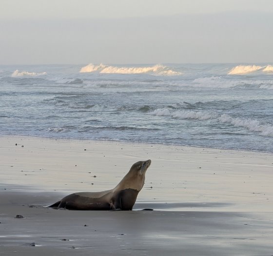 marine mammal on beach