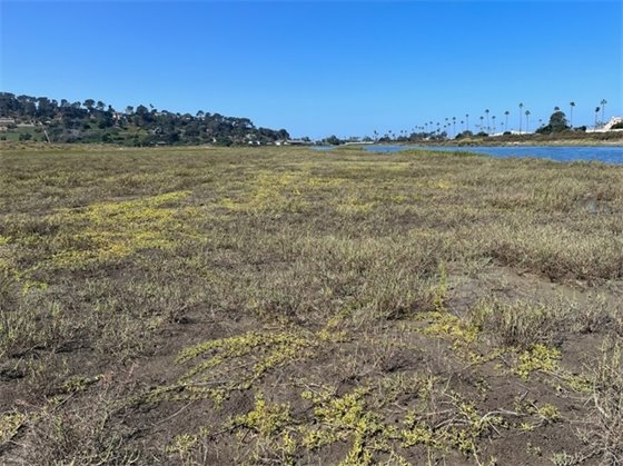 San Dieguito wetlands