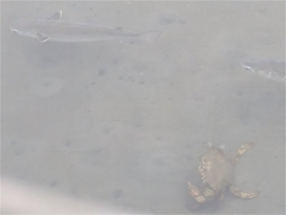 marine life in lagoon