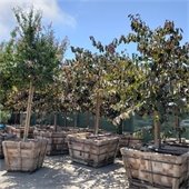 trees in laydown yard