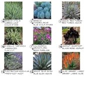 plant palette for medians