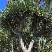 dragon tree