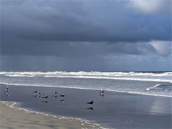 birds on beach