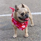 cute dog with bandana
