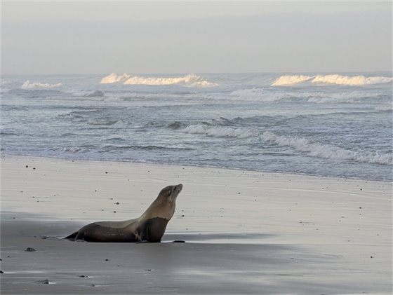 sea lion on beach