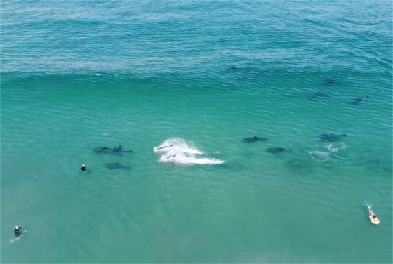 Dolphins and surfers at 17th Street.