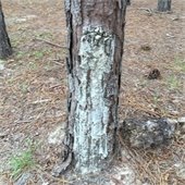 pine pitch canker