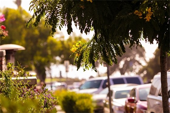 trees and views in downtown Del Mar