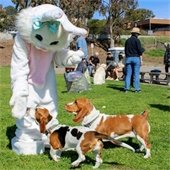 bunny and dogs