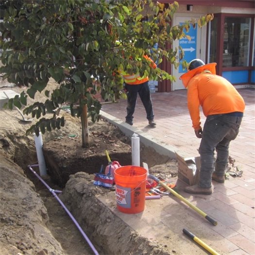 Purple pipes fitted with "bubblers" provide water for Streetscape trees.