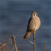 kestrel photo: John Weare