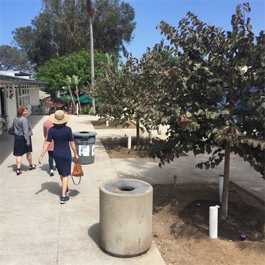 tree planting 1200 block