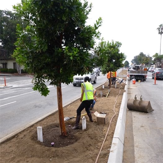 tree planting 1400 block