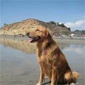 Dog at North Beach