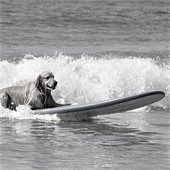 dog on surfboard