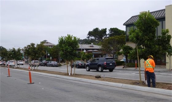 tree planting 1400 block