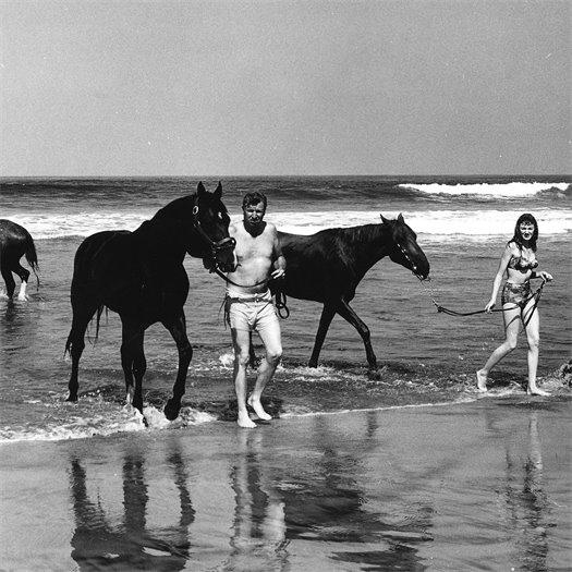 horses at north beach